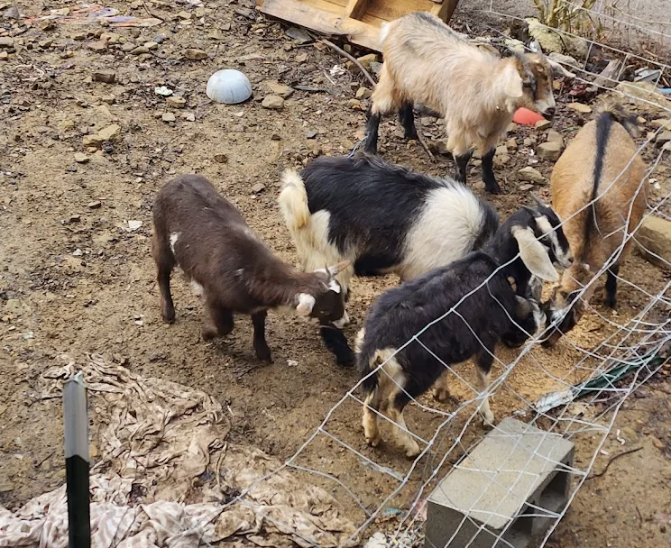 Williams Goat Farm, local farm products